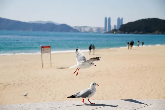 Seagull